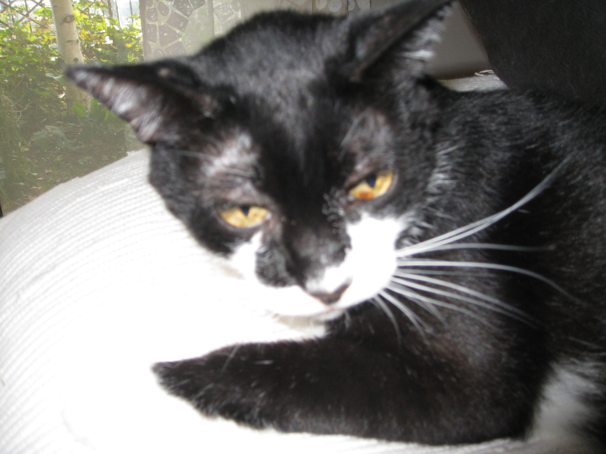 f:id:happynyanko1:20201006112450j:plain