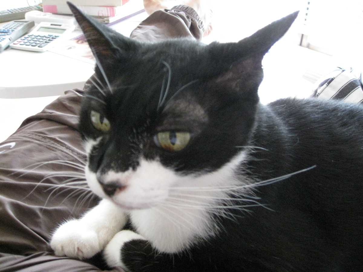 f:id:happynyanko1:20201006112516j:plain