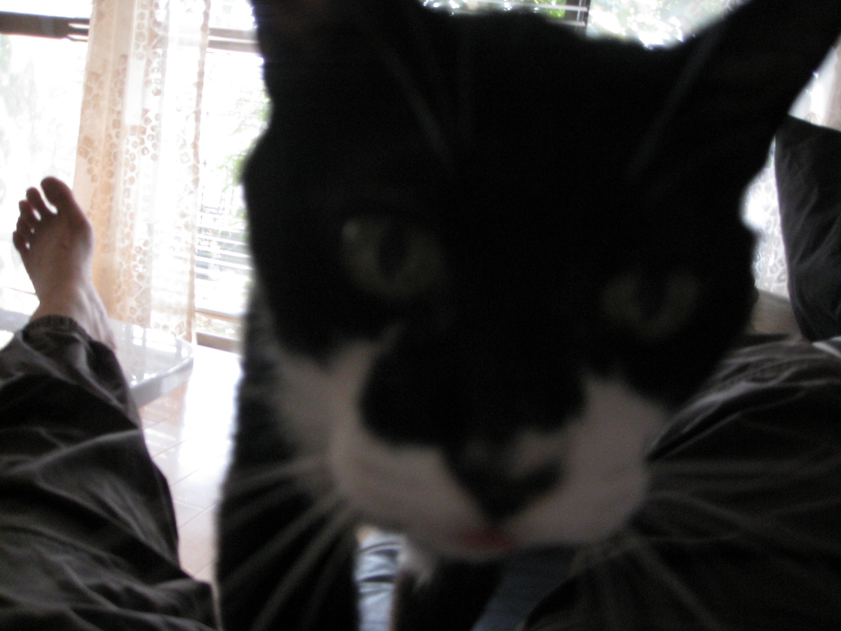 f:id:happynyanko1:20201006112558j:plain