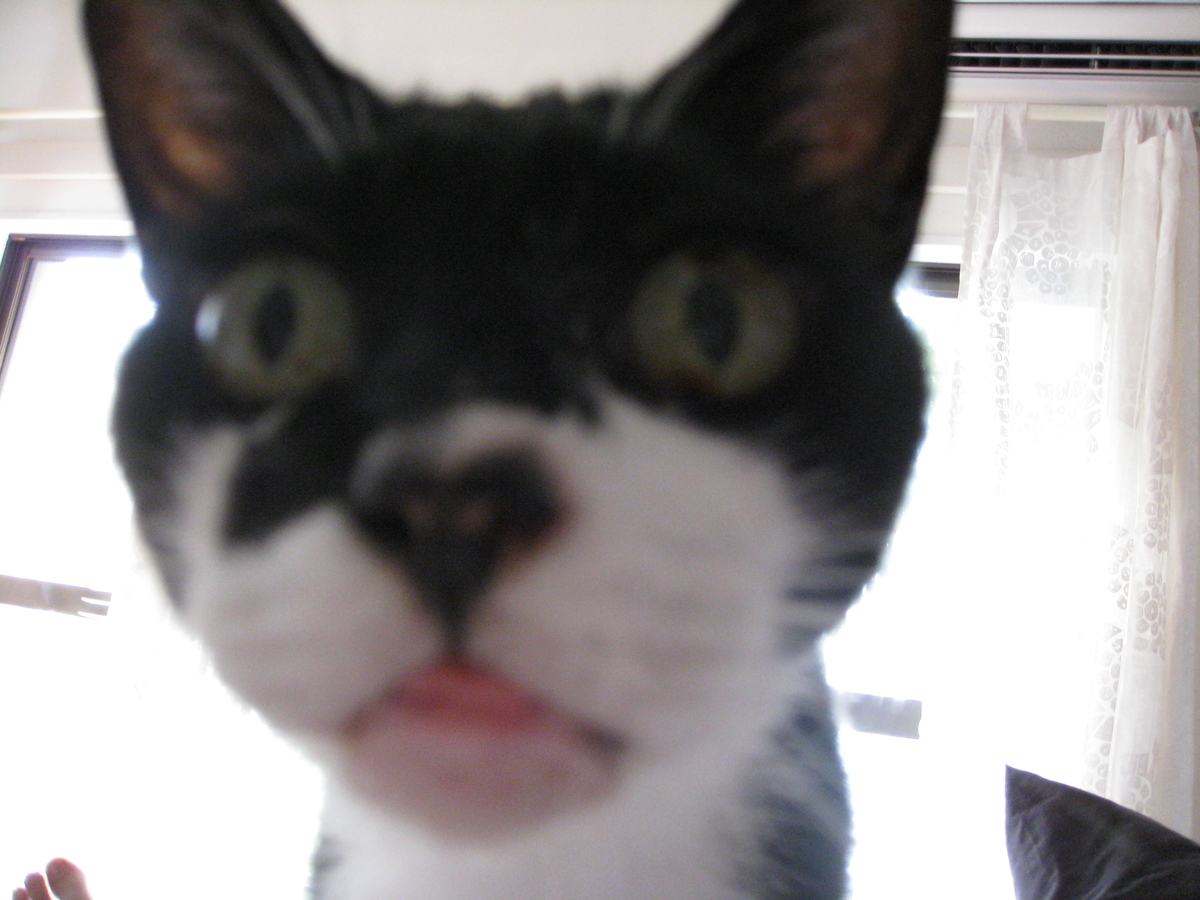 f:id:happynyanko1:20201006112628j:plain