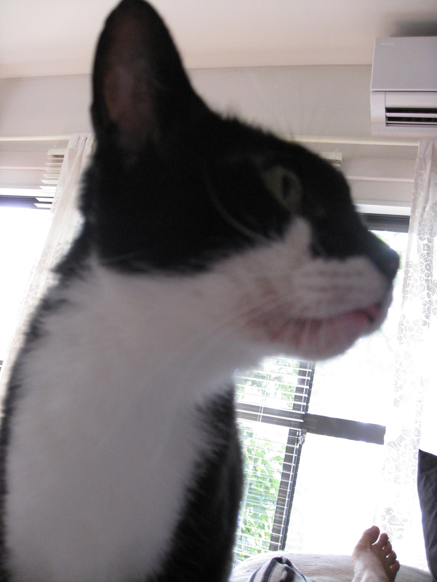 f:id:happynyanko1:20201006112700j:plain
