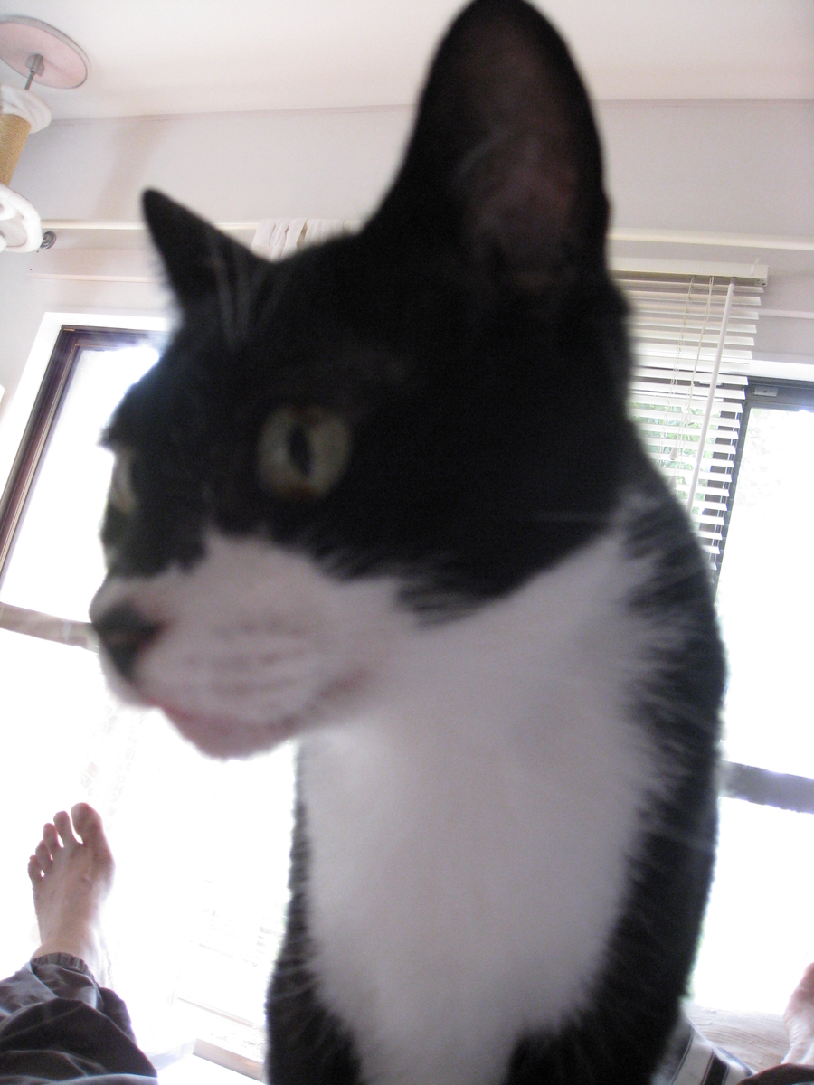 f:id:happynyanko1:20201006112758j:plain