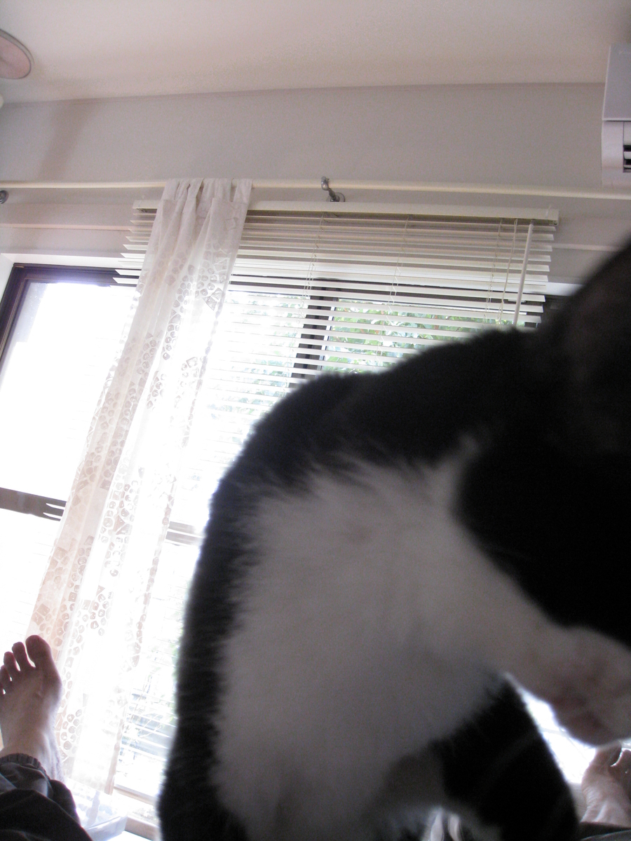 f:id:happynyanko1:20201006112825j:plain