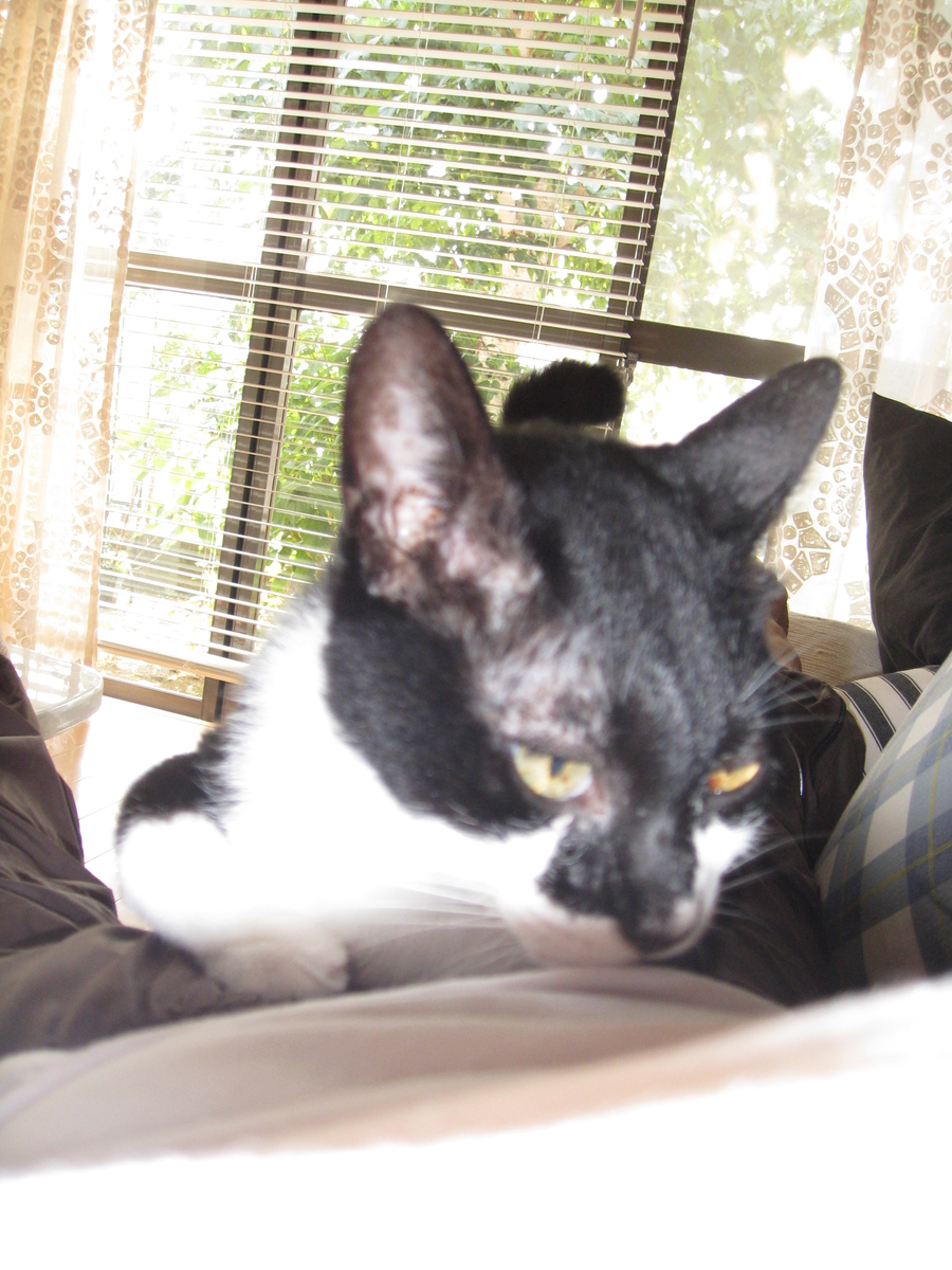 f:id:happynyanko1:20201006112852j:plain