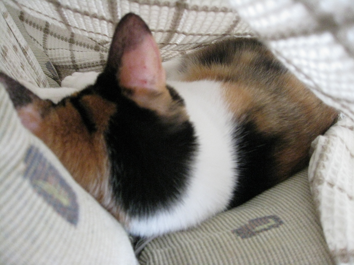 f:id:happynyanko1:20201006132354j:plain