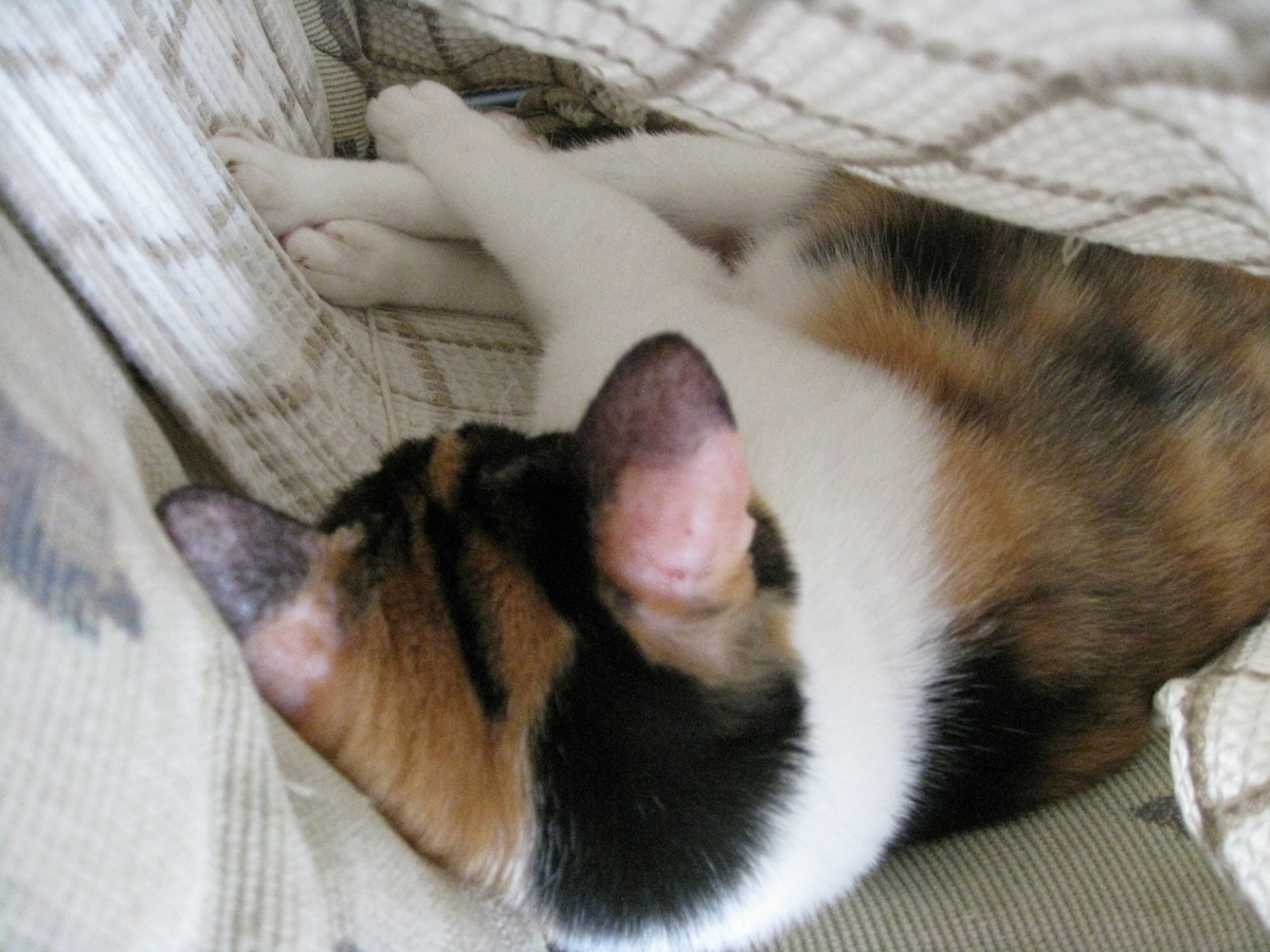 f:id:happynyanko1:20201006132417j:plain