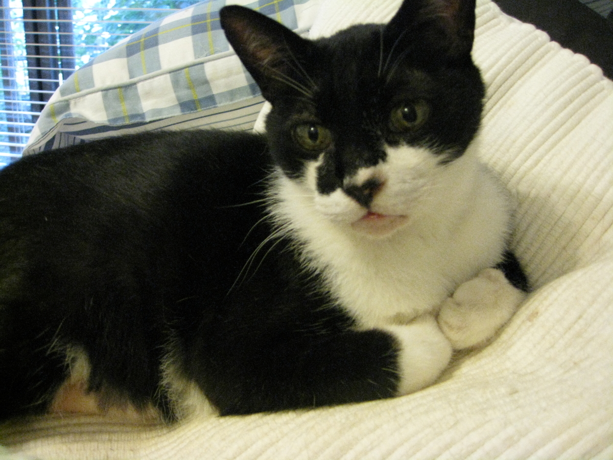 f:id:happynyanko1:20201006154222j:plain