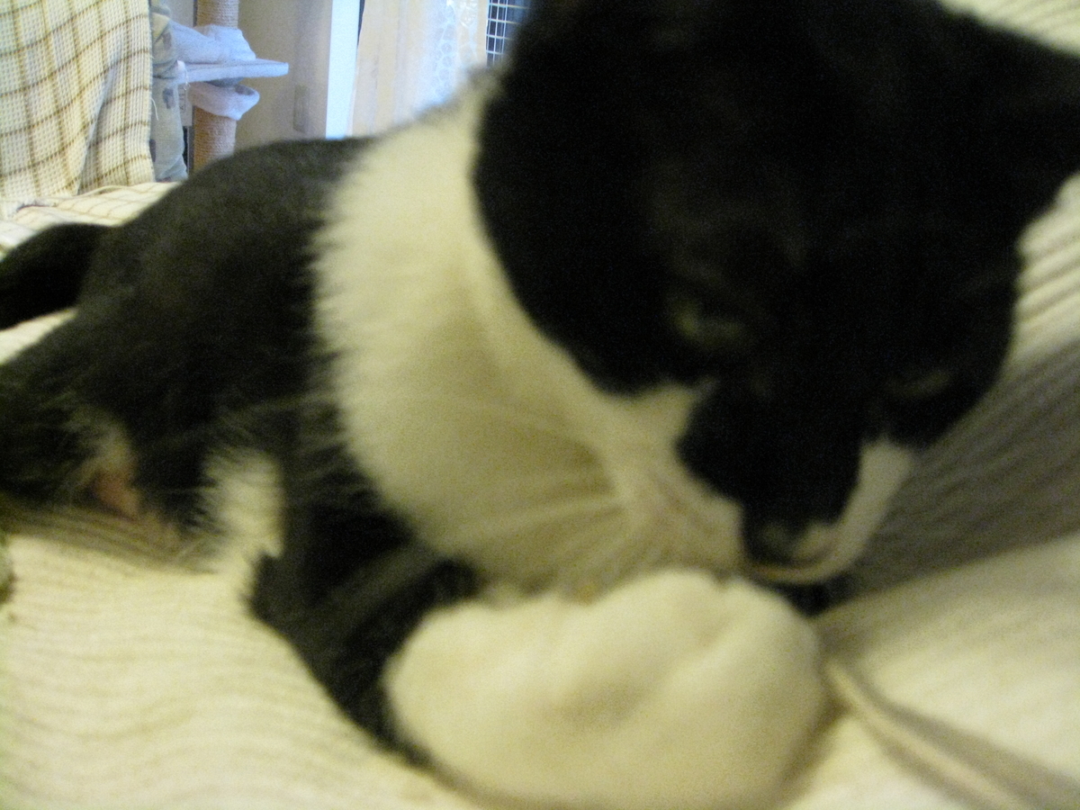 f:id:happynyanko1:20201006154603j:plain