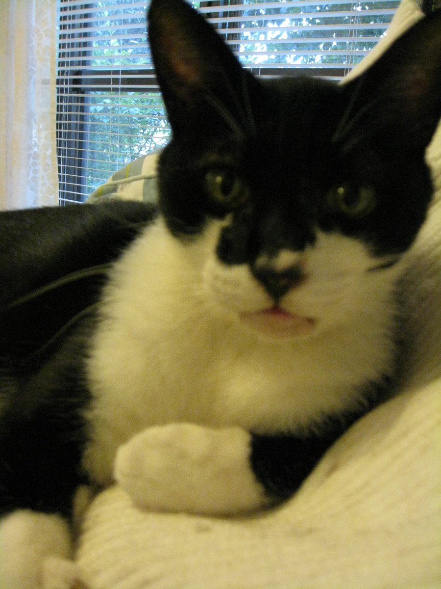 f:id:happynyanko1:20201006154632j:plain
