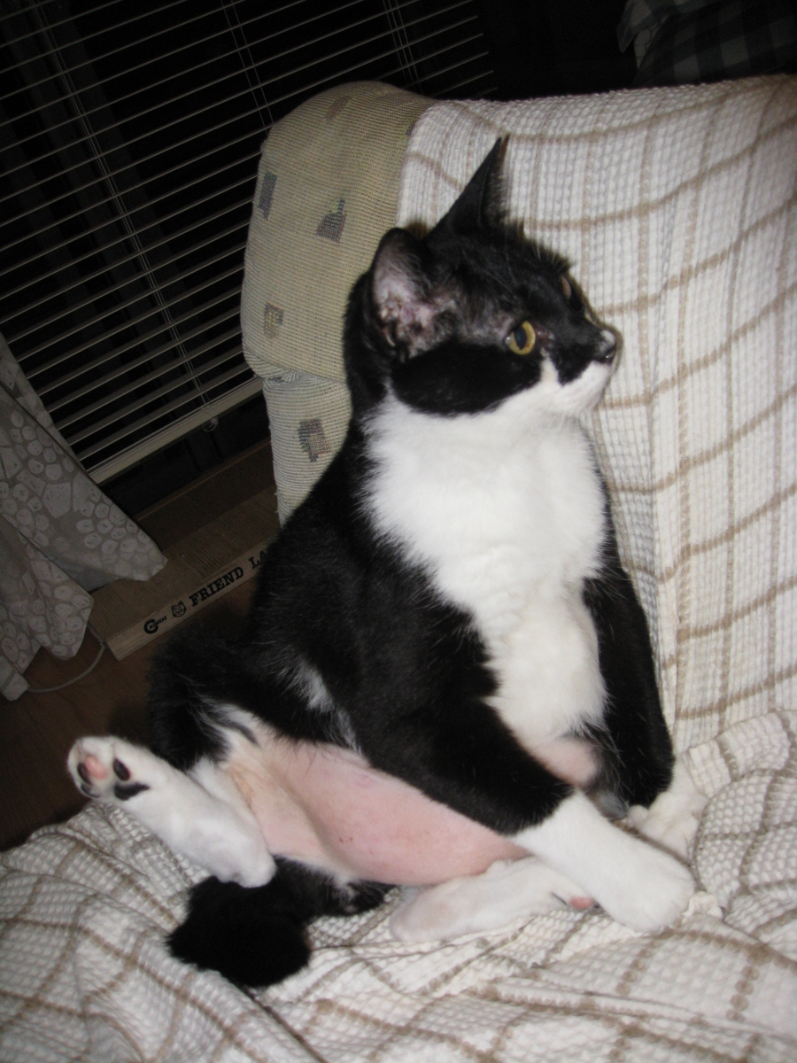 f:id:happynyanko1:20201006160205j:plain