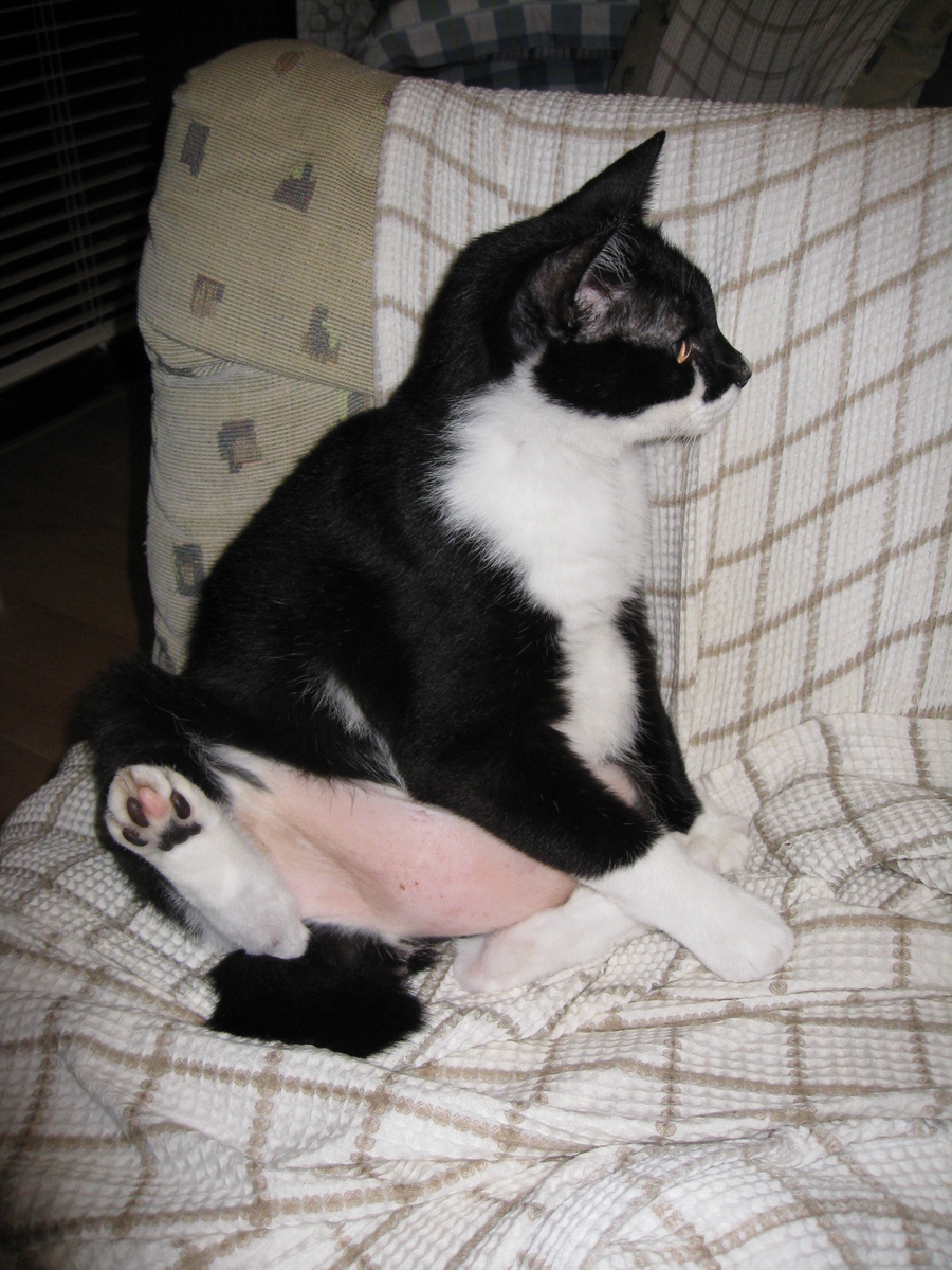 f:id:happynyanko1:20201006160232j:plain