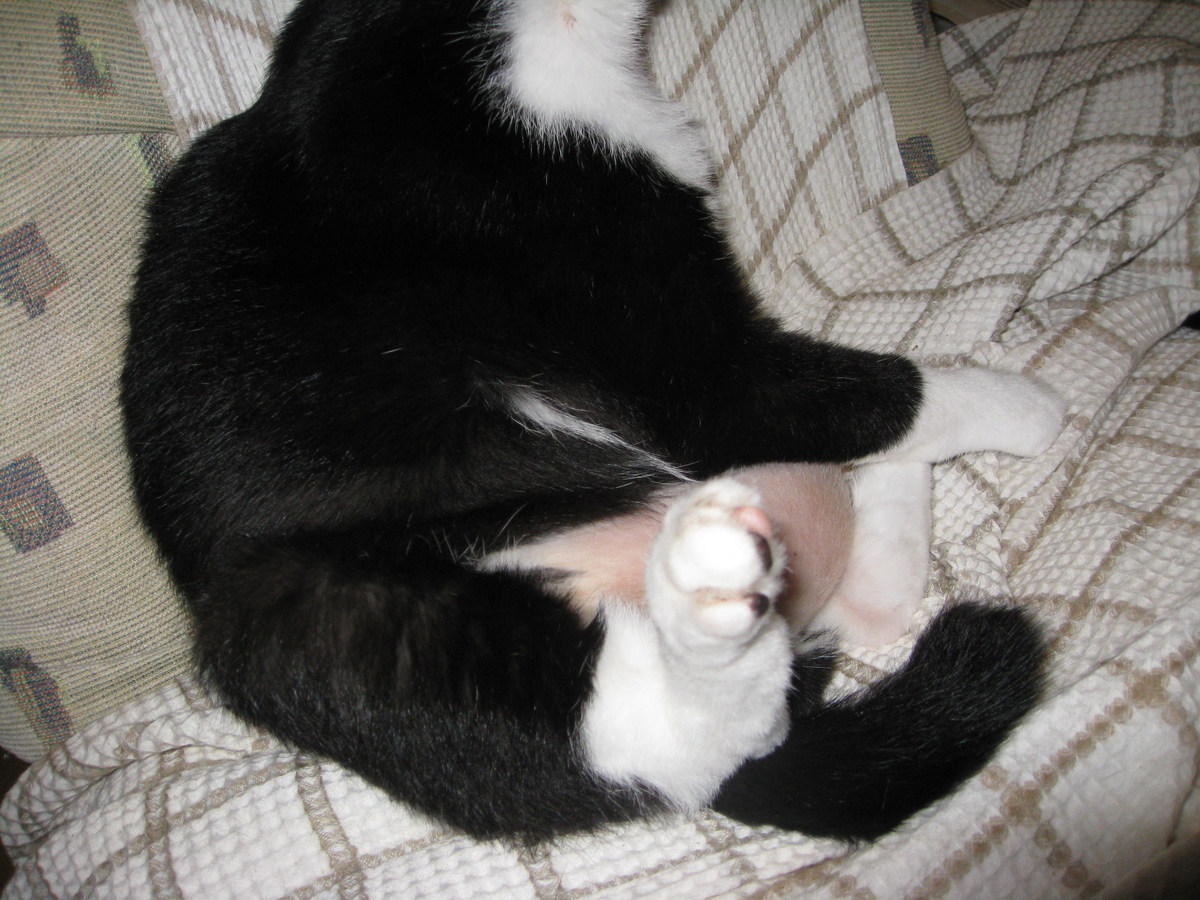 f:id:happynyanko1:20201006160259j:plain