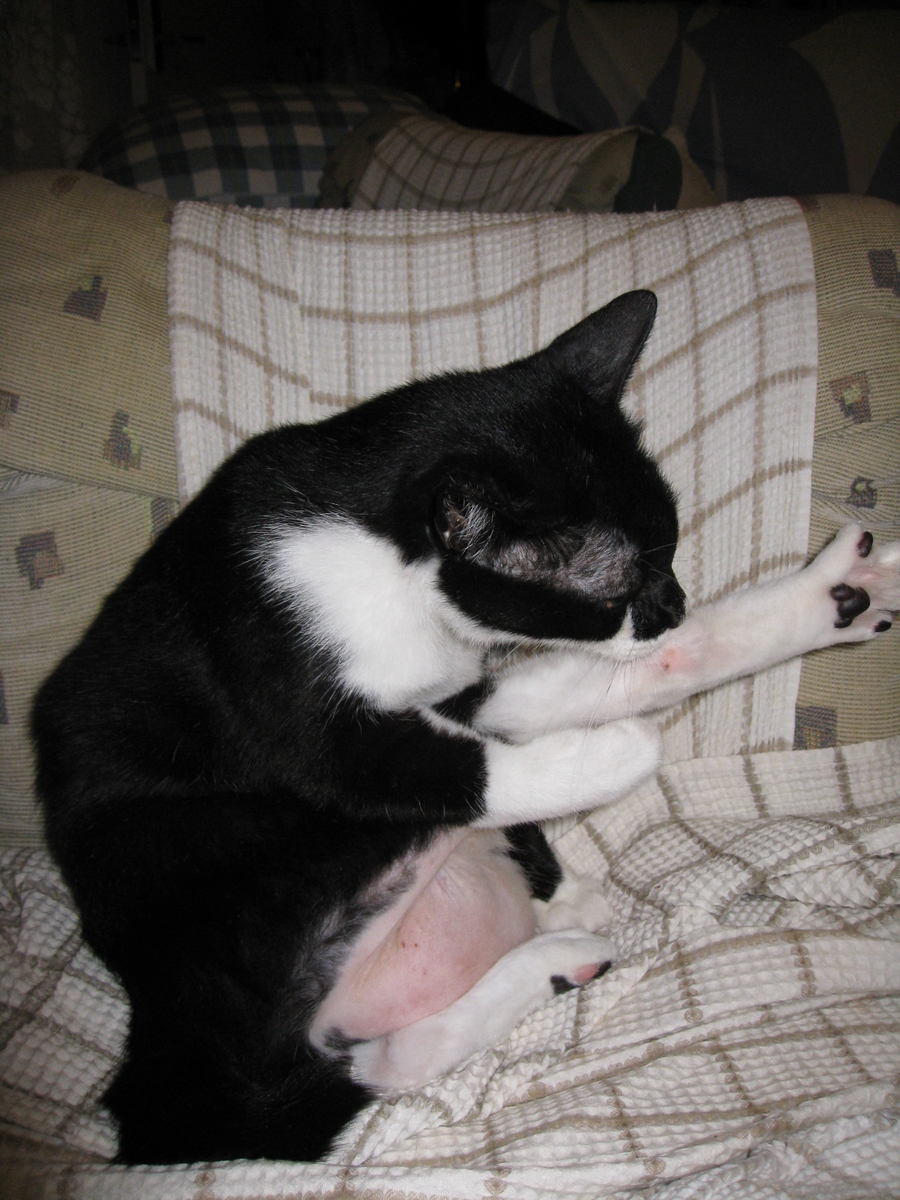 f:id:happynyanko1:20201006160320j:plain