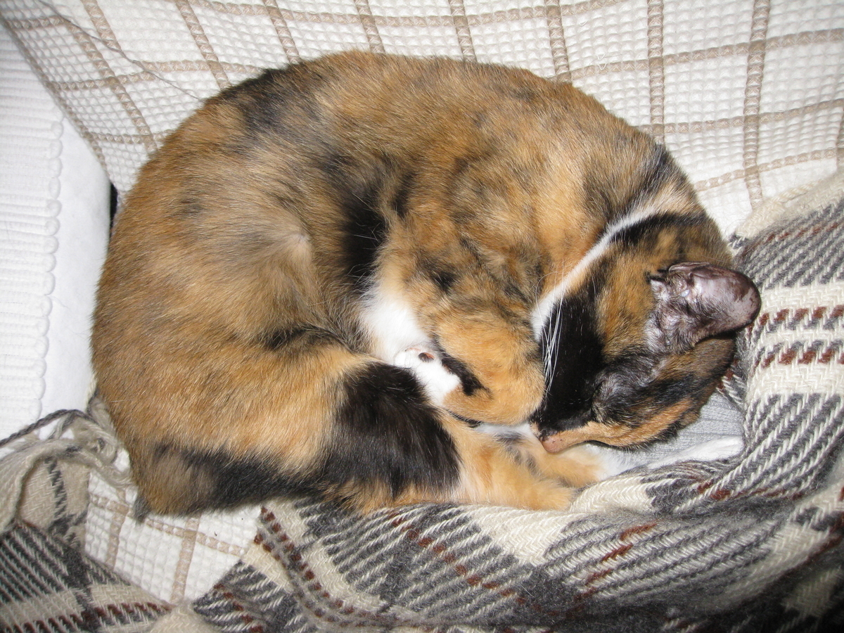 f:id:happynyanko1:20201007135112j:plain