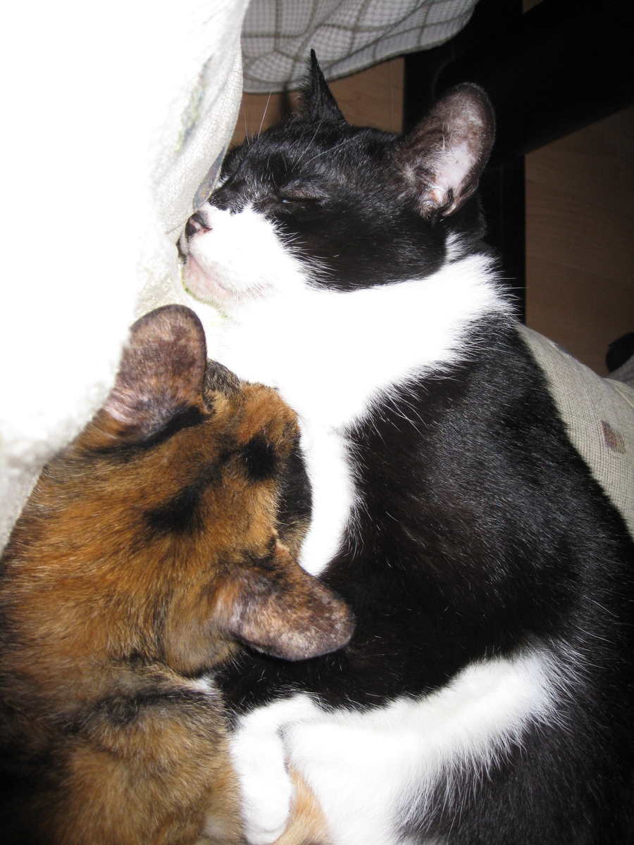 f:id:happynyanko1:20201007140327j:plain