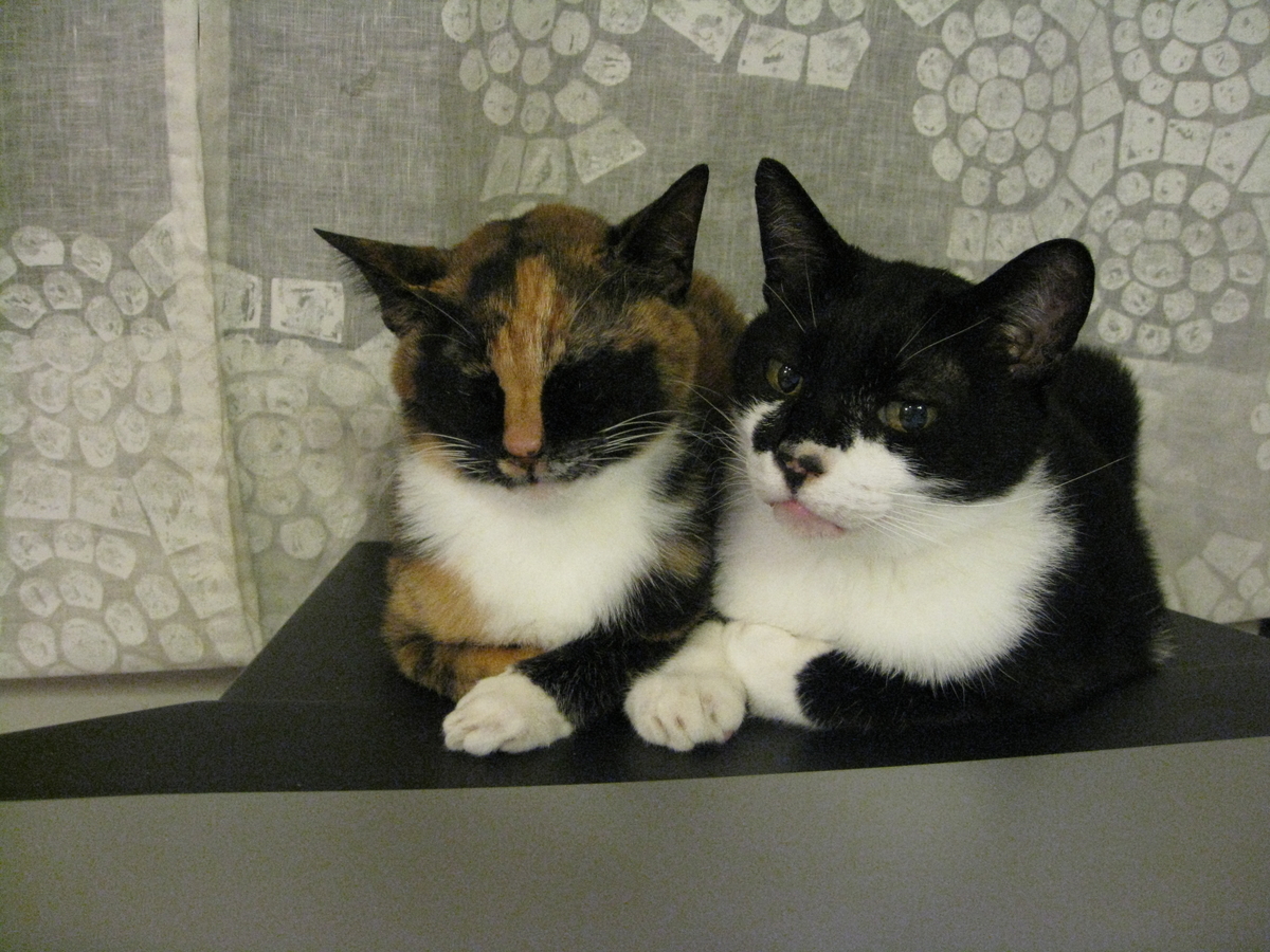 f:id:happynyanko1:20201007140636j:plain