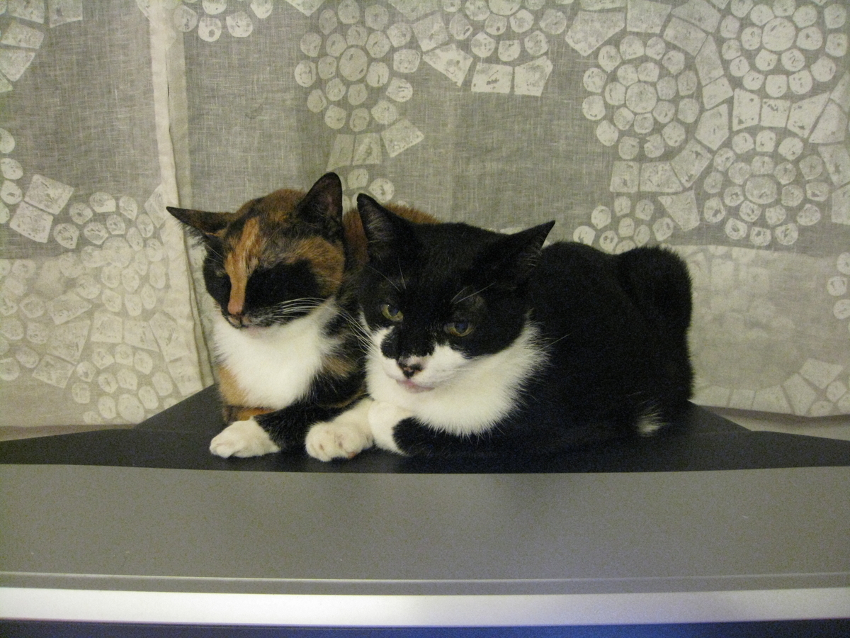 f:id:happynyanko1:20201007140719j:plain