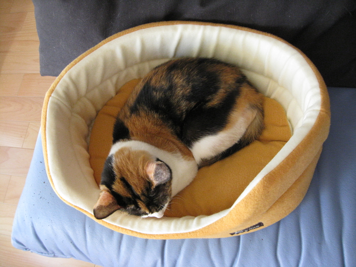 f:id:happynyanko1:20201007143855j:plain