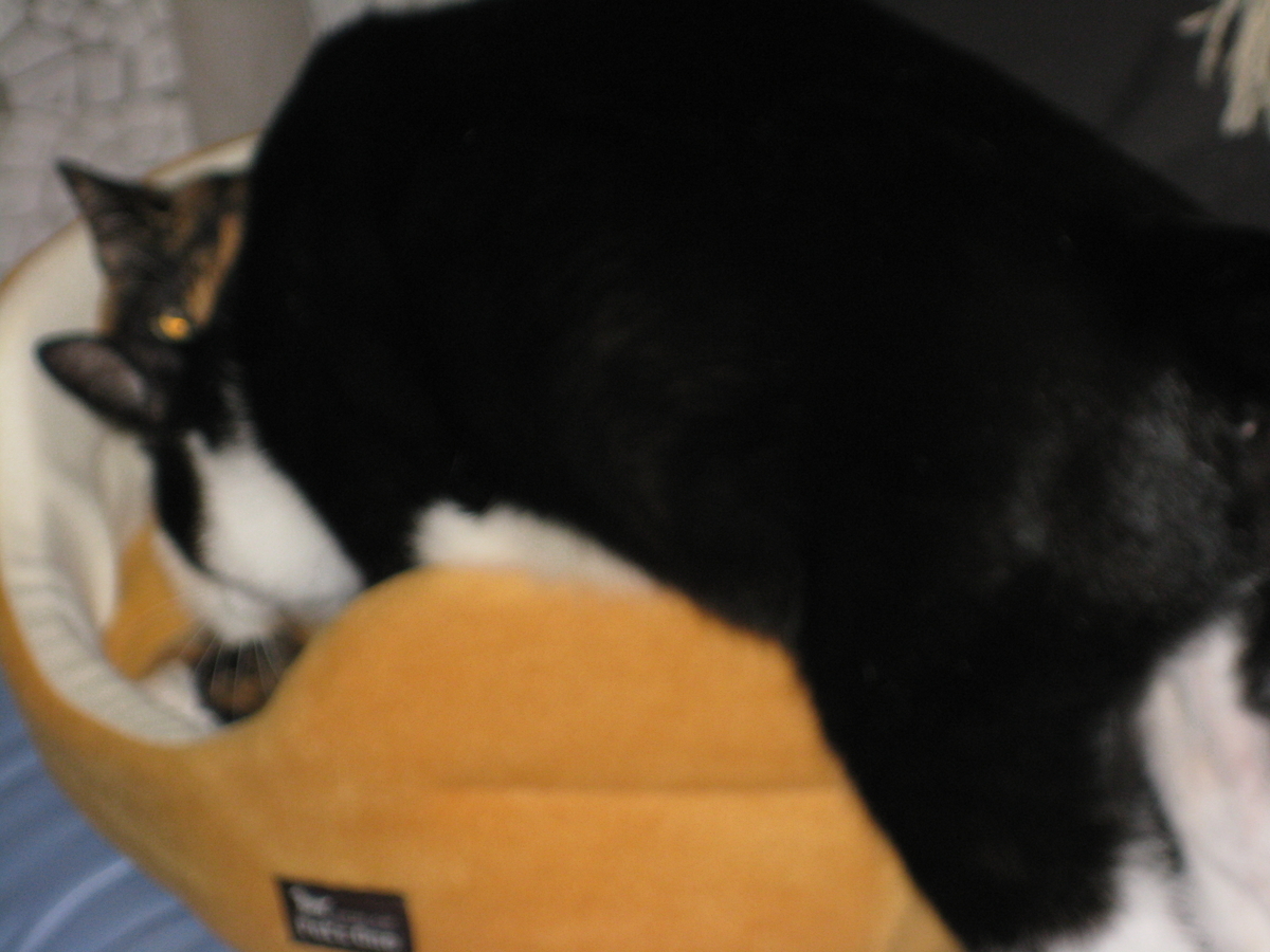 f:id:happynyanko1:20201007144951j:plain