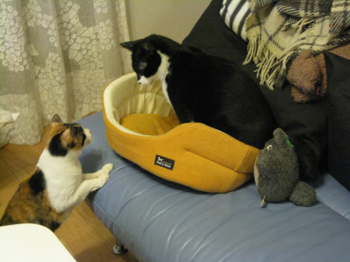 f:id:happynyanko1:20201007145058j:plain