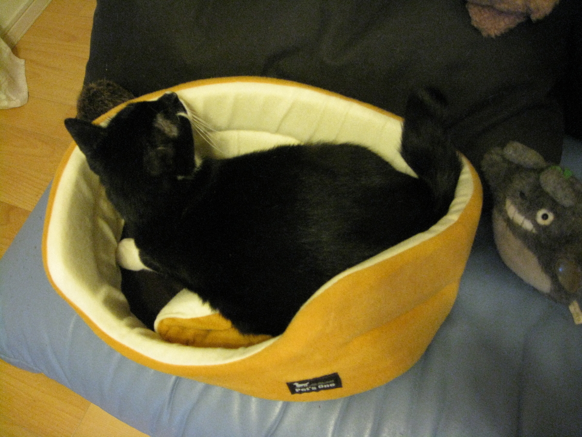 f:id:happynyanko1:20201007145301j:plain