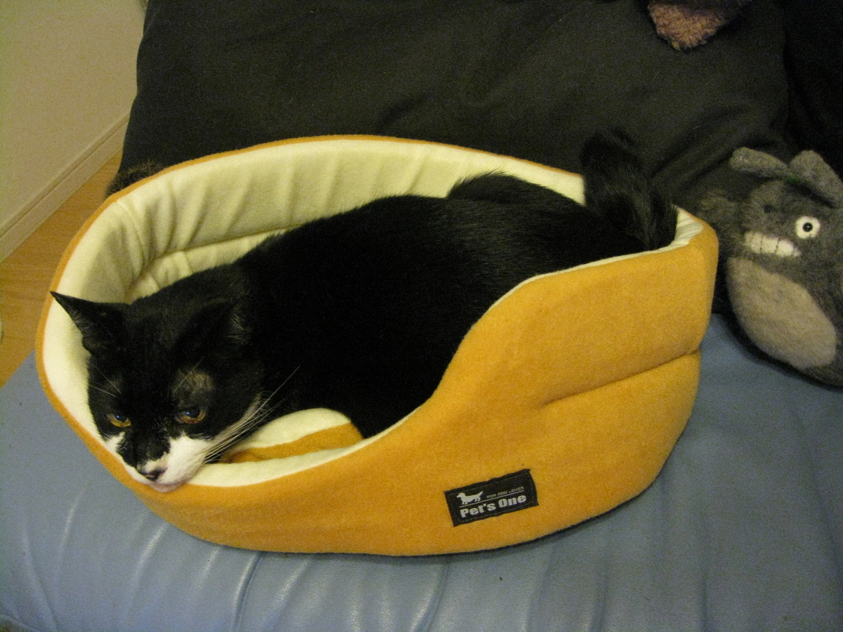 f:id:happynyanko1:20201007145330j:plain