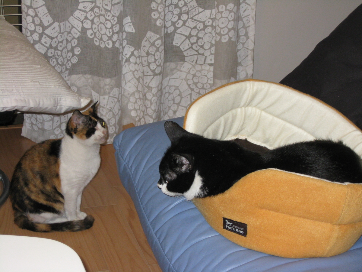 f:id:happynyanko1:20201007145409j:plain