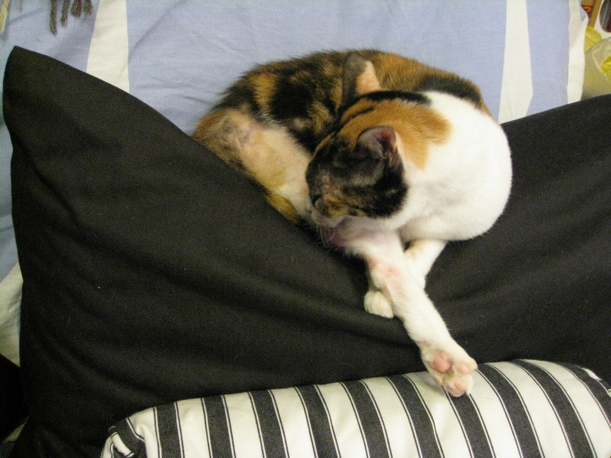 f:id:happynyanko1:20201007145952j:plain