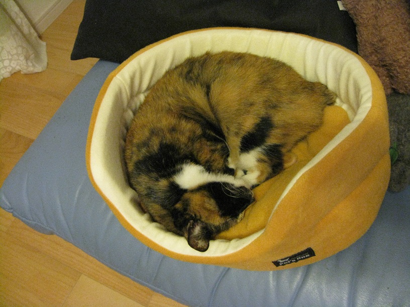 f:id:happynyanko1:20201007150026j:plain