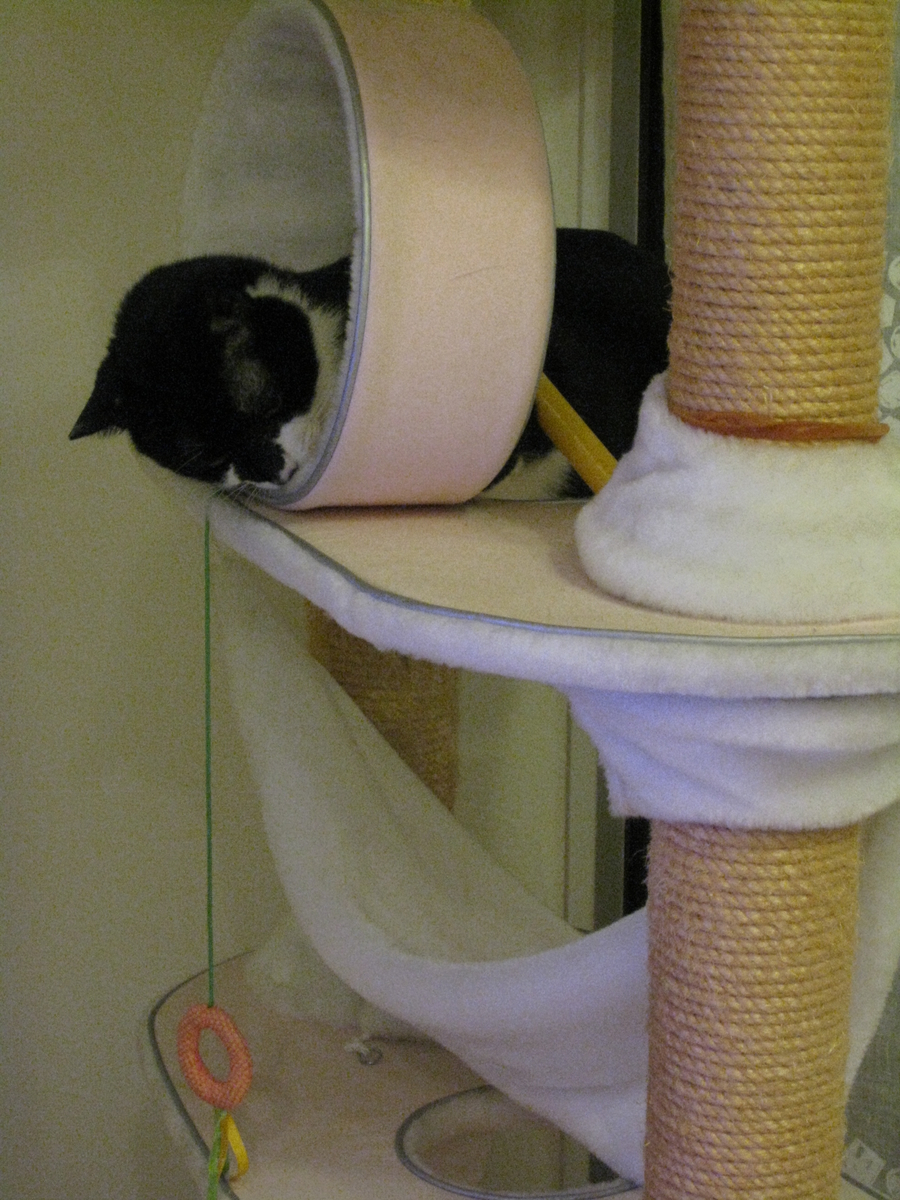 f:id:happynyanko1:20201007211623j:plain