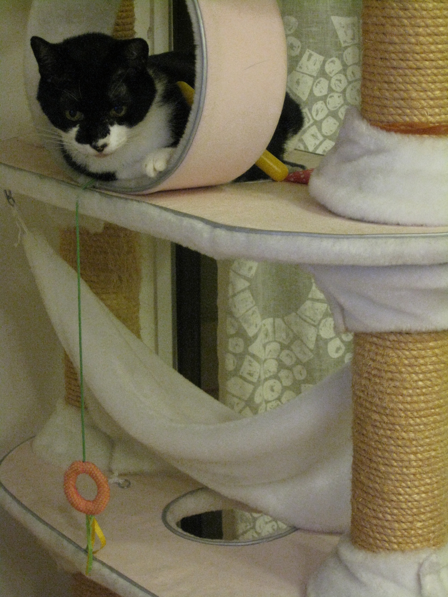 f:id:happynyanko1:20201007211644j:plain