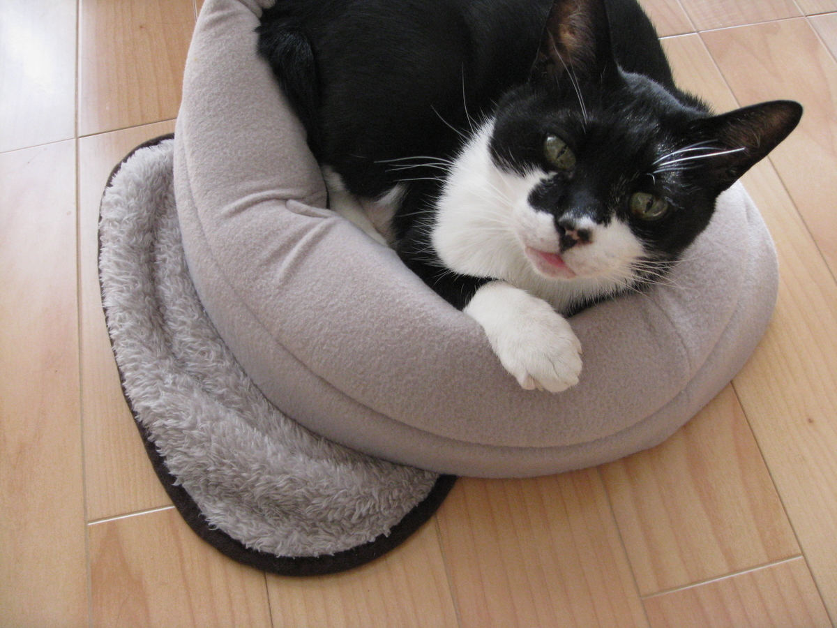 f:id:happynyanko1:20201007224729j:plain
