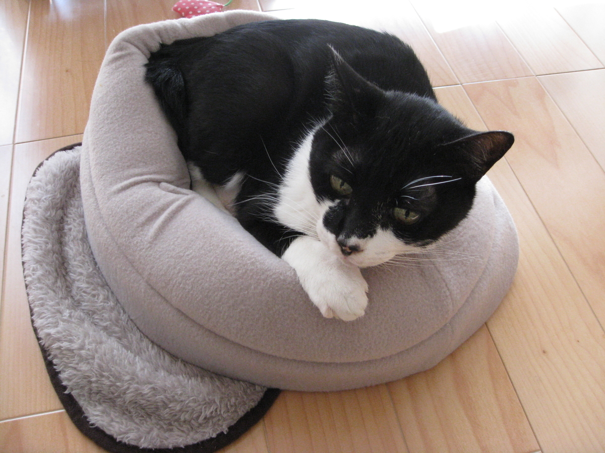 f:id:happynyanko1:20201007224751j:plain
