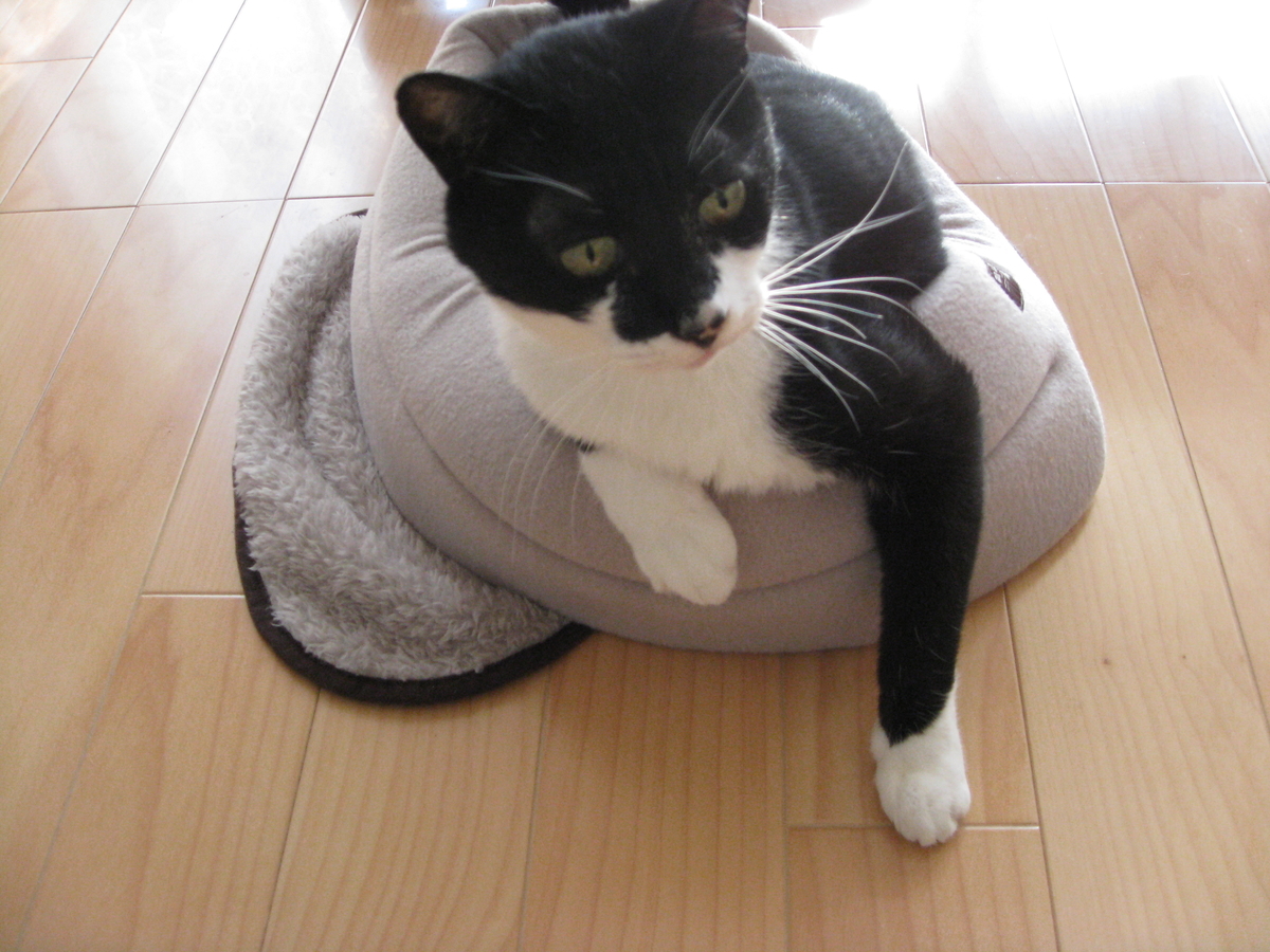 f:id:happynyanko1:20201007224812j:plain