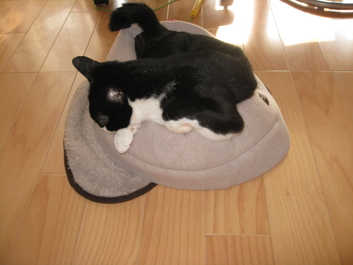 f:id:happynyanko1:20201007224833j:plain