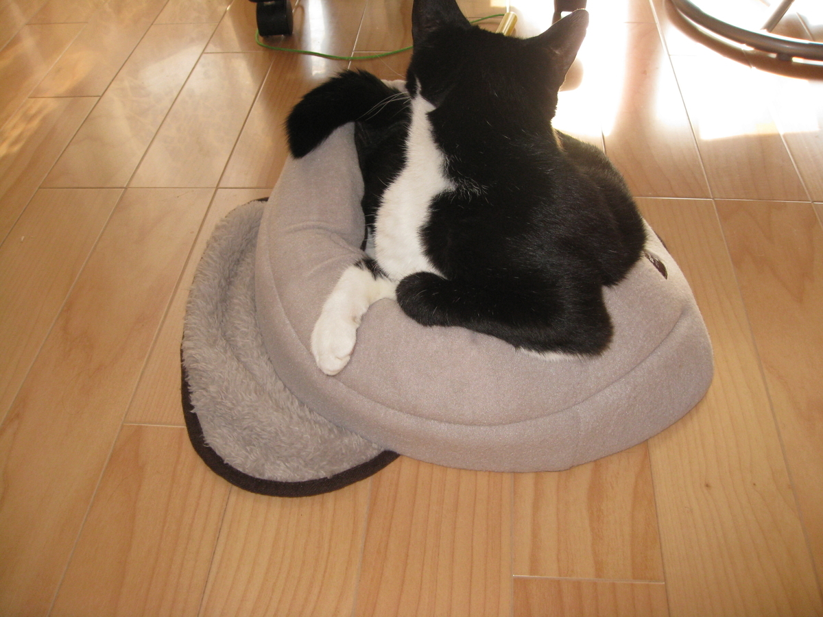 f:id:happynyanko1:20201007224856j:plain