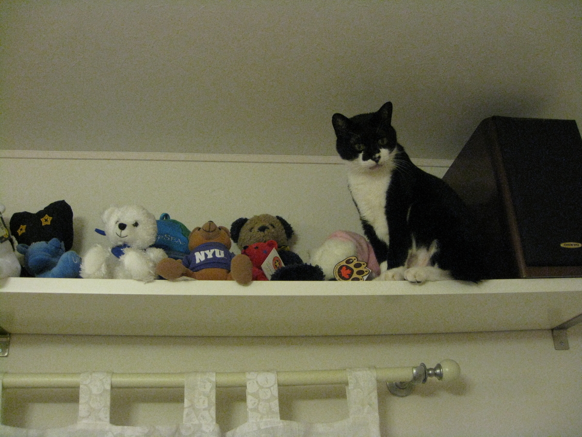 f:id:happynyanko1:20201007234842j:plain