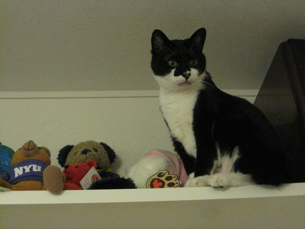 f:id:happynyanko1:20201007234918j:plain