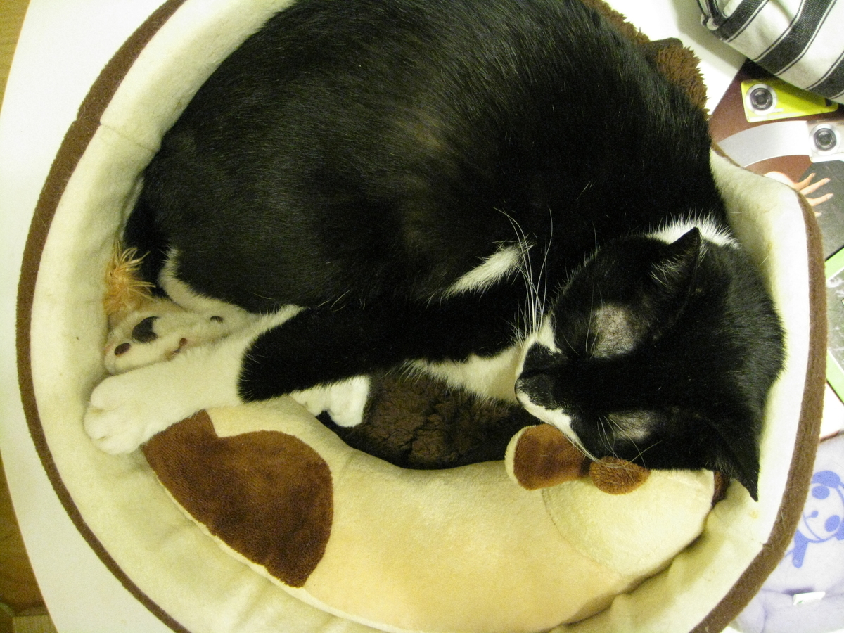 f:id:happynyanko1:20201008092540j:plain