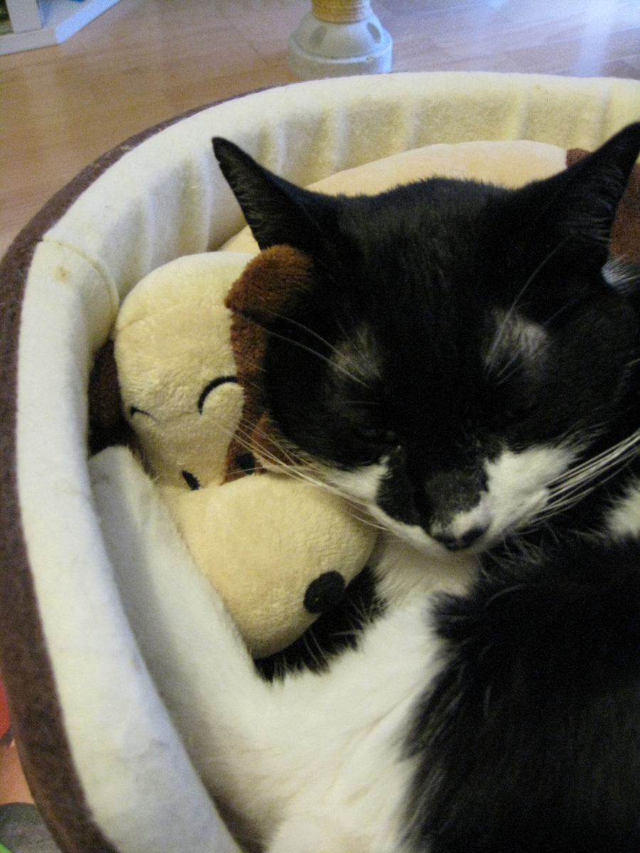 f:id:happynyanko1:20201008092619j:plain