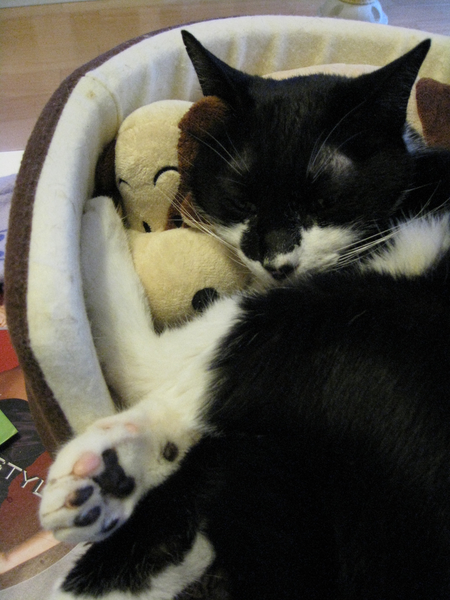 f:id:happynyanko1:20201008092644j:plain