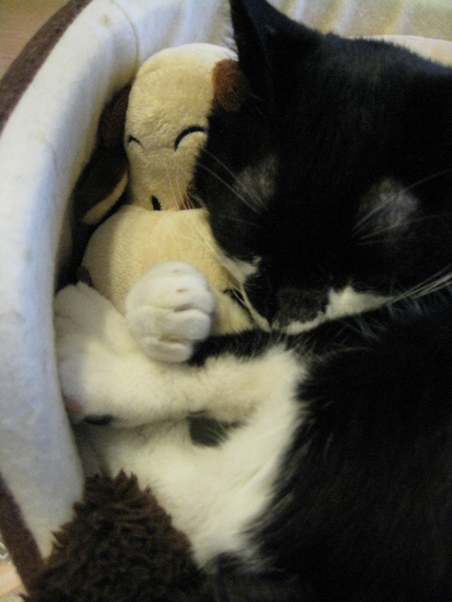 f:id:happynyanko1:20201008092715j:plain