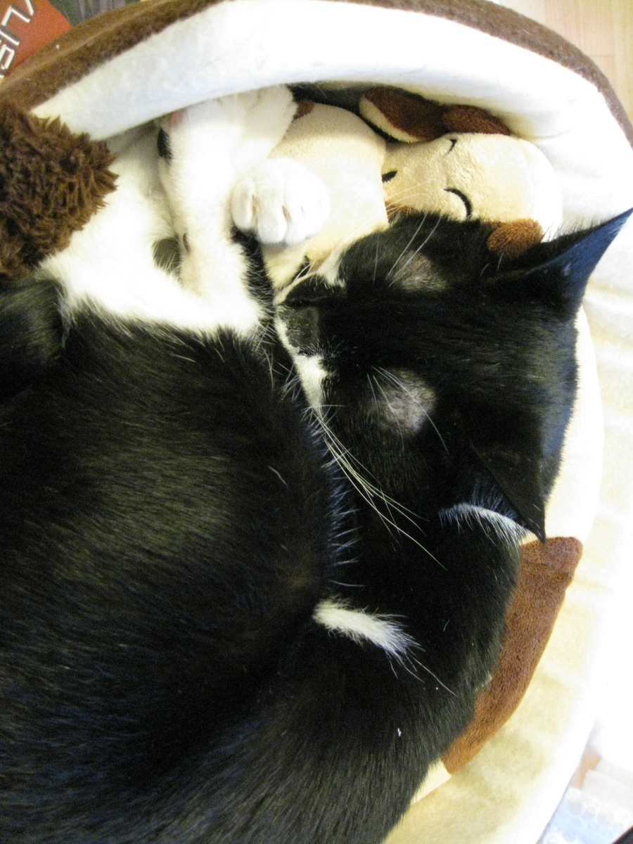 f:id:happynyanko1:20201008092744j:plain