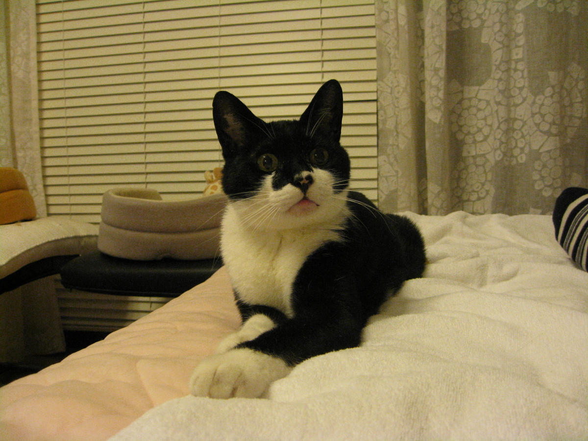 f:id:happynyanko1:20201008103312j:plain