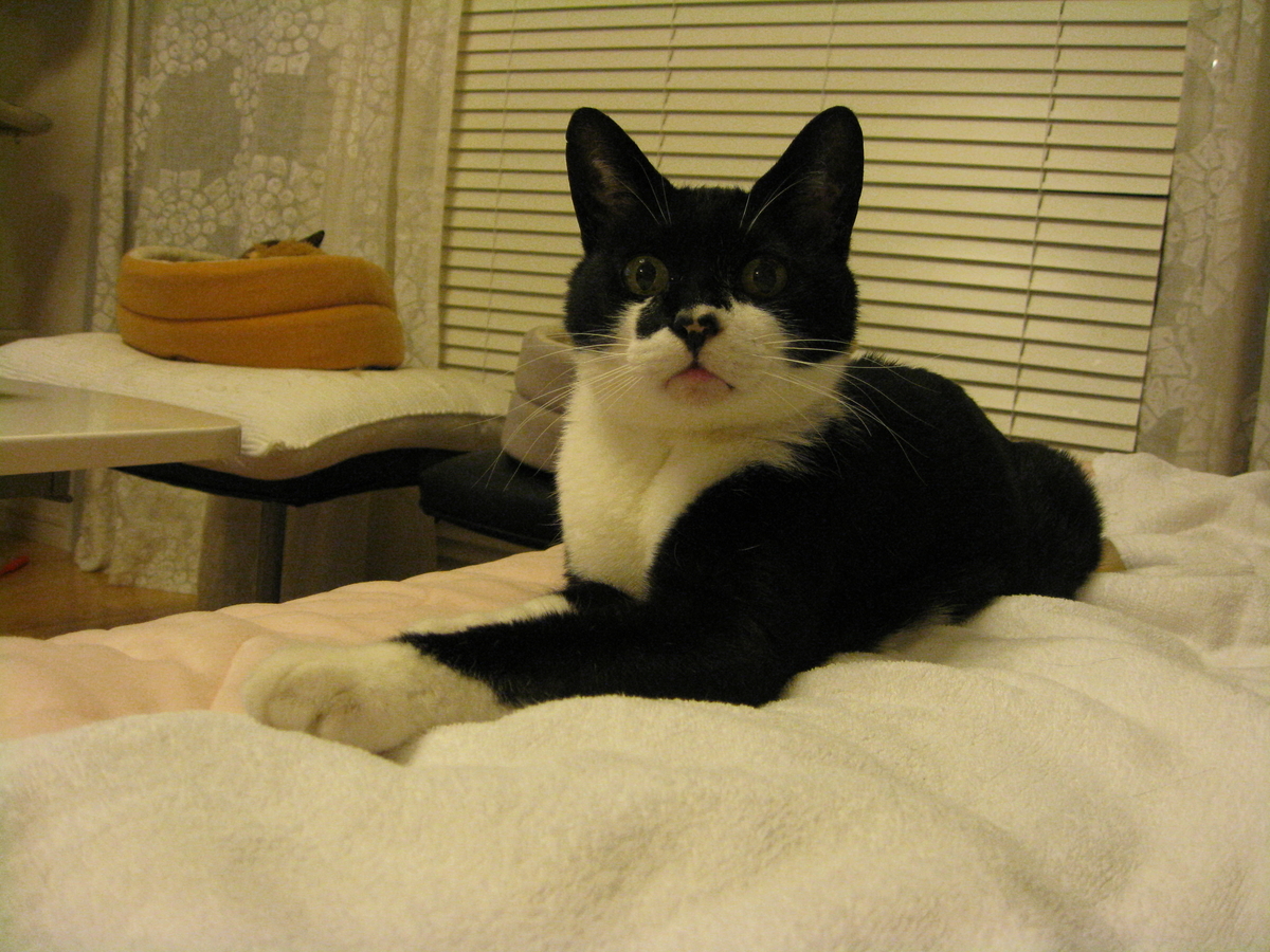 f:id:happynyanko1:20201008103339j:plain