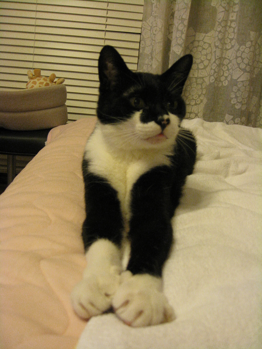 f:id:happynyanko1:20201008103528j:plain