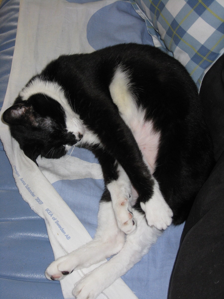 f:id:happynyanko1:20201008104807j:plain