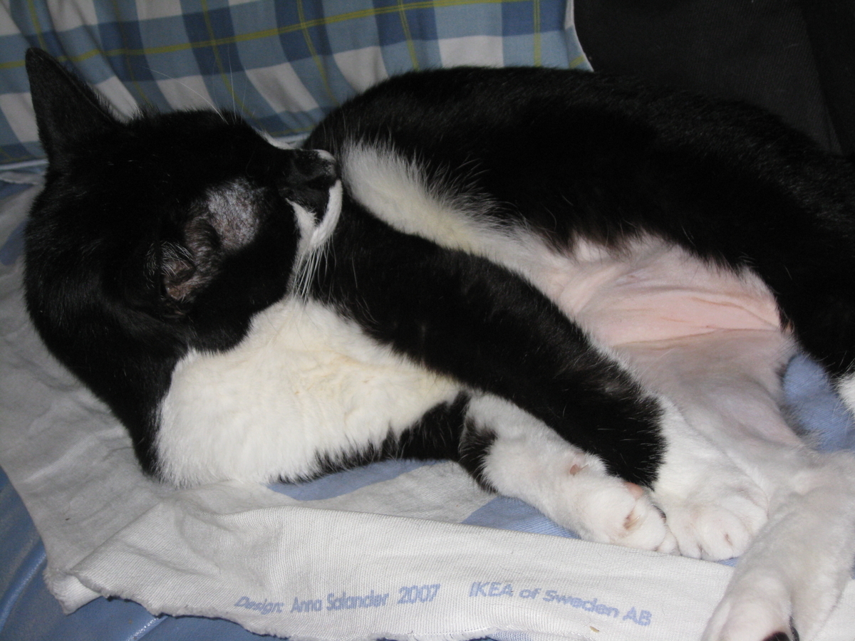 f:id:happynyanko1:20201008104829j:plain