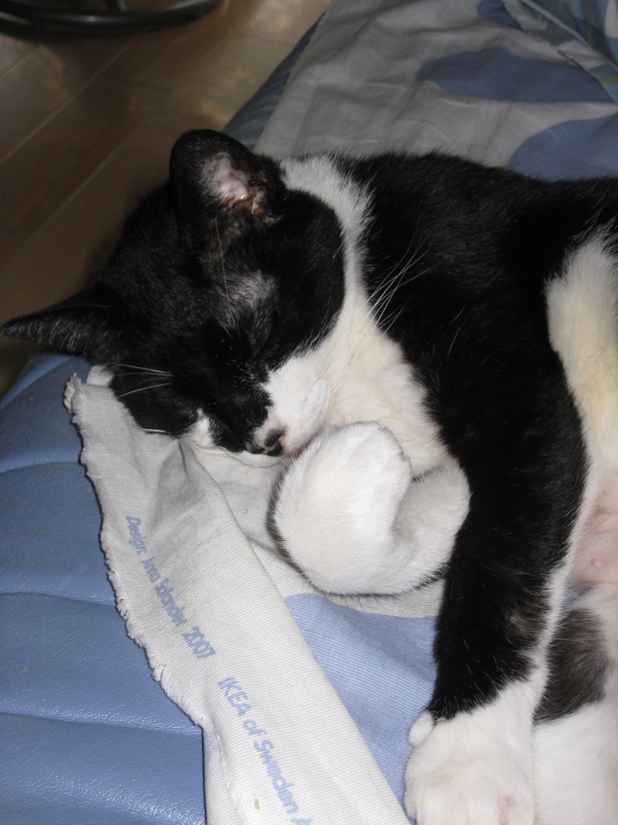 f:id:happynyanko1:20201008104850j:plain