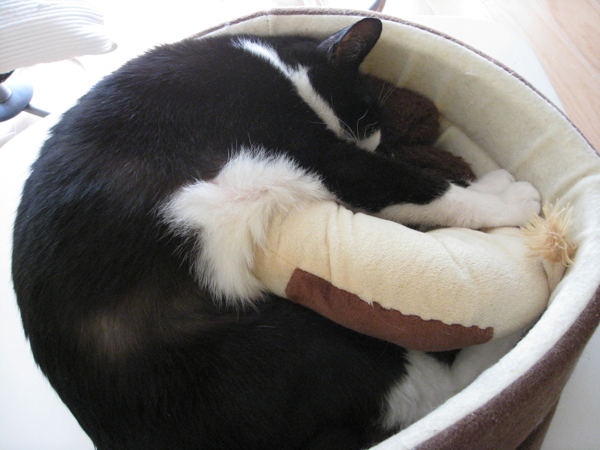 f:id:happynyanko1:20201008121942j:plain